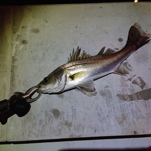 セイゴ（マルスズキ）の釣果