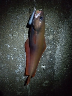 エゾイソアイナメの釣果