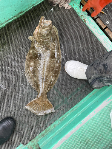 ヒラメの釣果