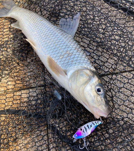 ニゴイの釣果