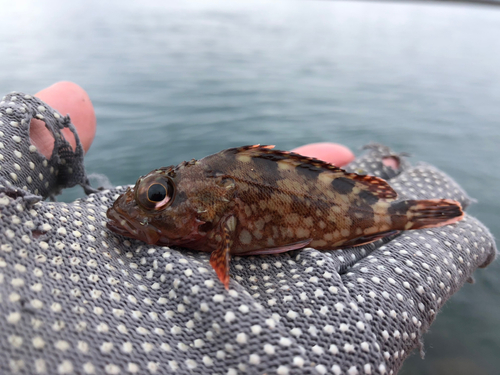 カサゴの釣果