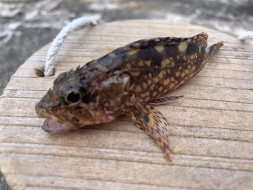 カサゴの釣果