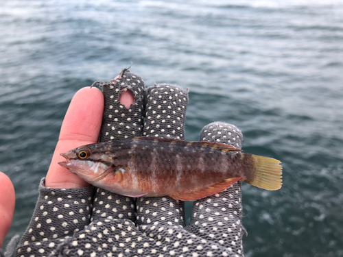 ベラの釣果