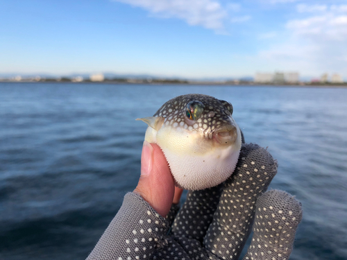 フグの釣果