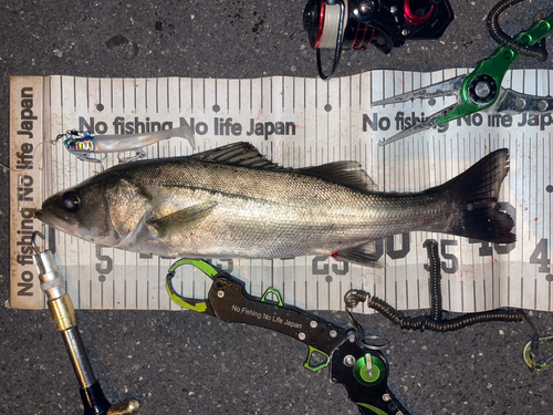 シーバスの釣果