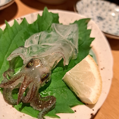 ヒイカの釣果