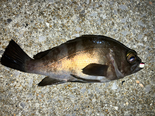 シロメバルの釣果