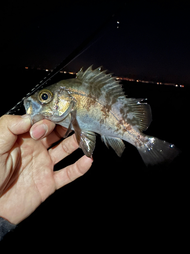 メバルの釣果