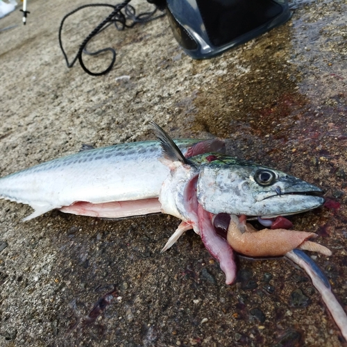 サゴシの釣果