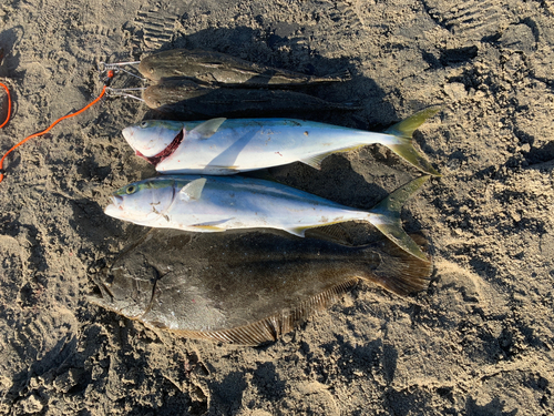 マゴチの釣果