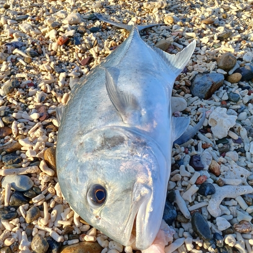 ロウニンアジの釣果