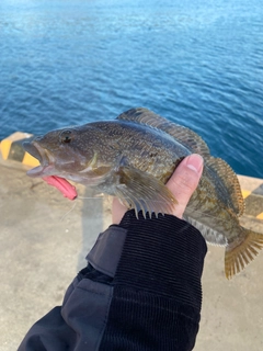 アイナメの釣果