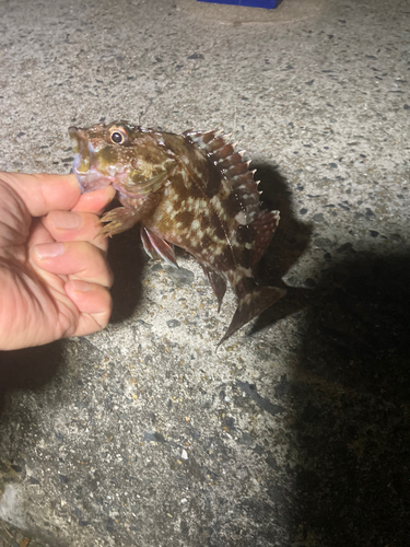 カサゴの釣果