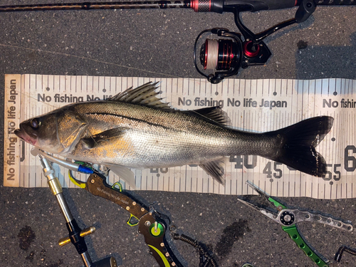 シーバスの釣果