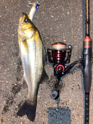 シーバスの釣果