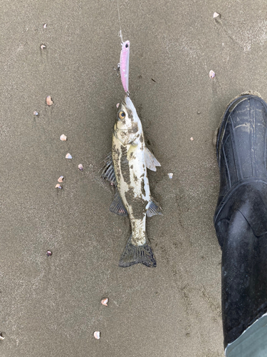 フッコ（マルスズキ）の釣果