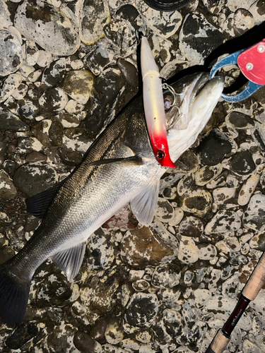 シーバスの釣果