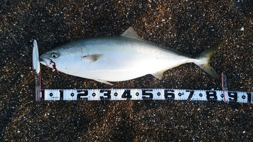 ブリの釣果