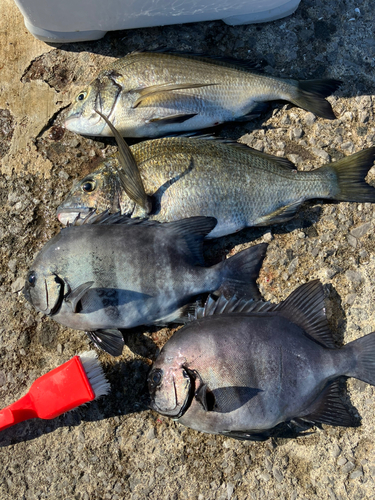 イシダイの釣果