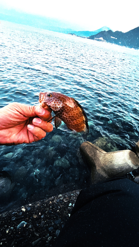 オオモンハタの釣果