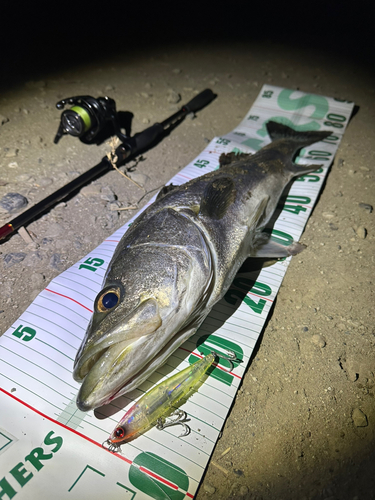 シーバスの釣果