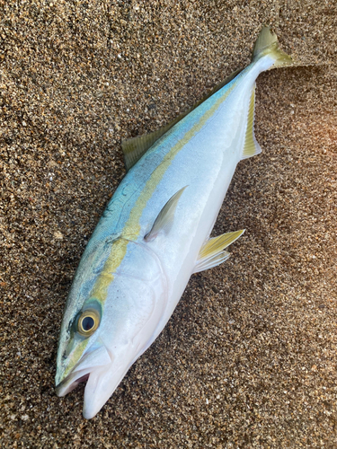 イナダの釣果