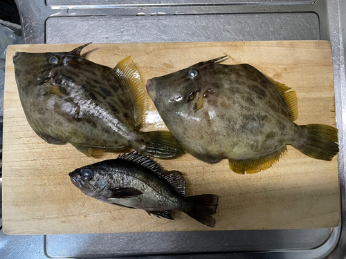 カワハギの釣果