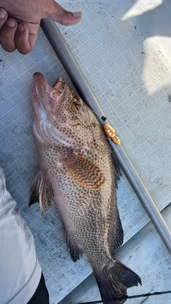 オオモンハタの釣果