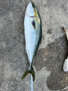 ワラサの釣果