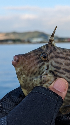 カワハギの釣果