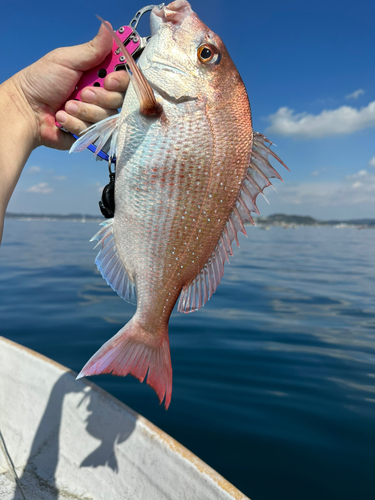 マダイの釣果