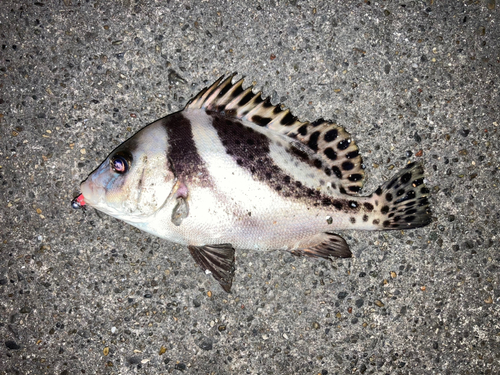 コショウダイの釣果