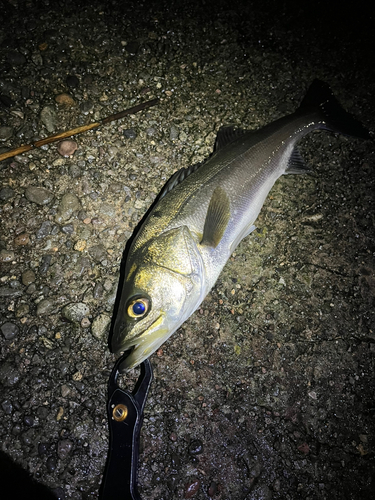 スズキの釣果