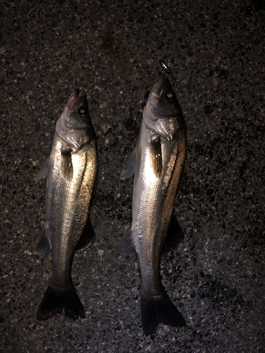 スズキの釣果