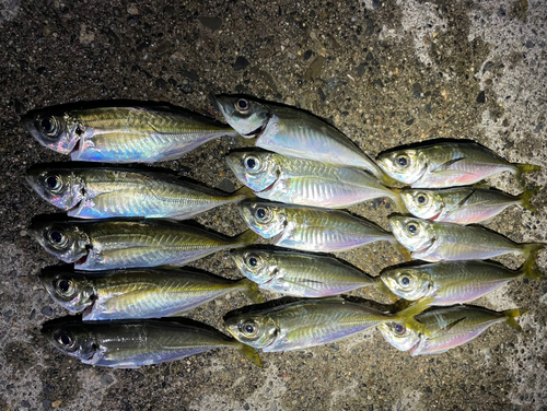 アジの釣果