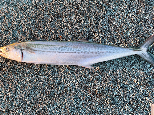 サゴシの釣果