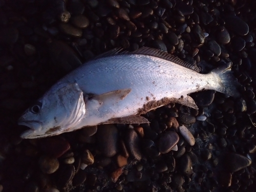 ニベの釣果