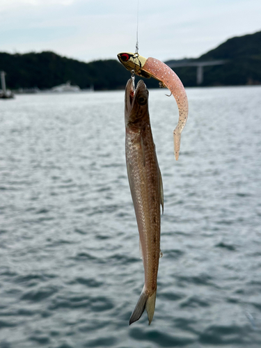 エソの釣果