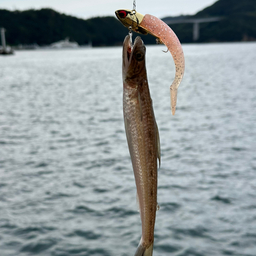 マツカサウオの釣果