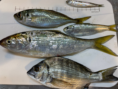 アジの釣果