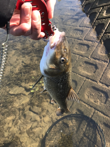 ニゴイの釣果