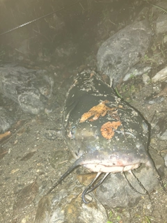 ナマズの釣果