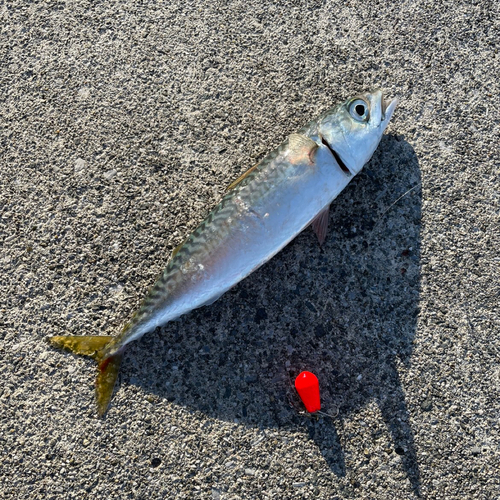 サバの釣果