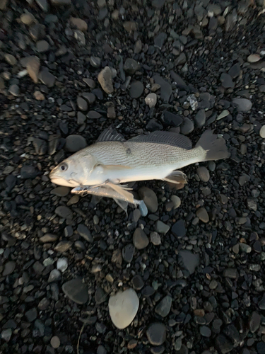 ニベの釣果