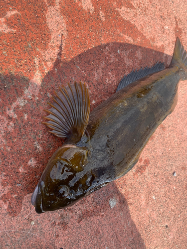 アイナメの釣果