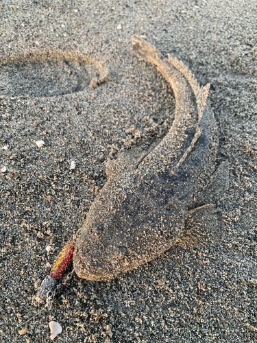 コチの釣果