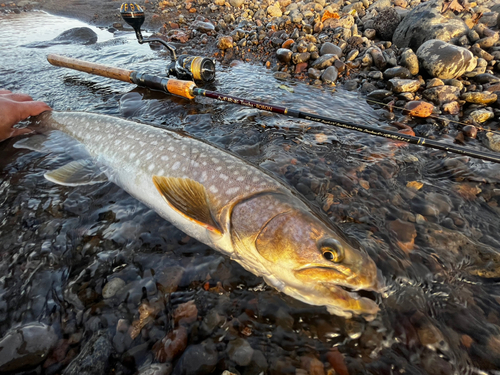 アメマスの釣果