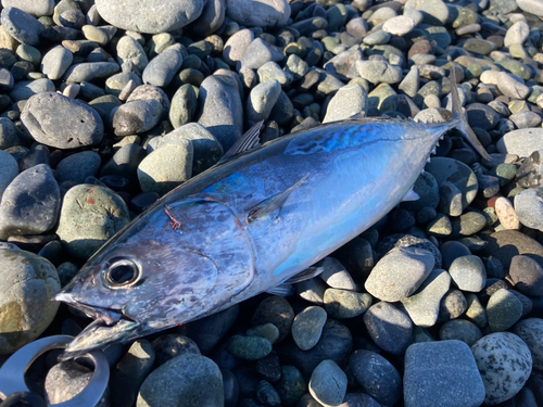 ヒラソウダの釣果