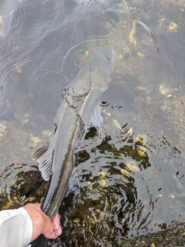 スズキの釣果