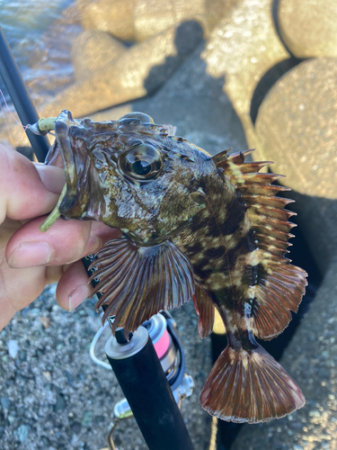 カサゴの釣果